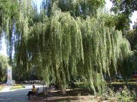 Плакучии ивы Армавира